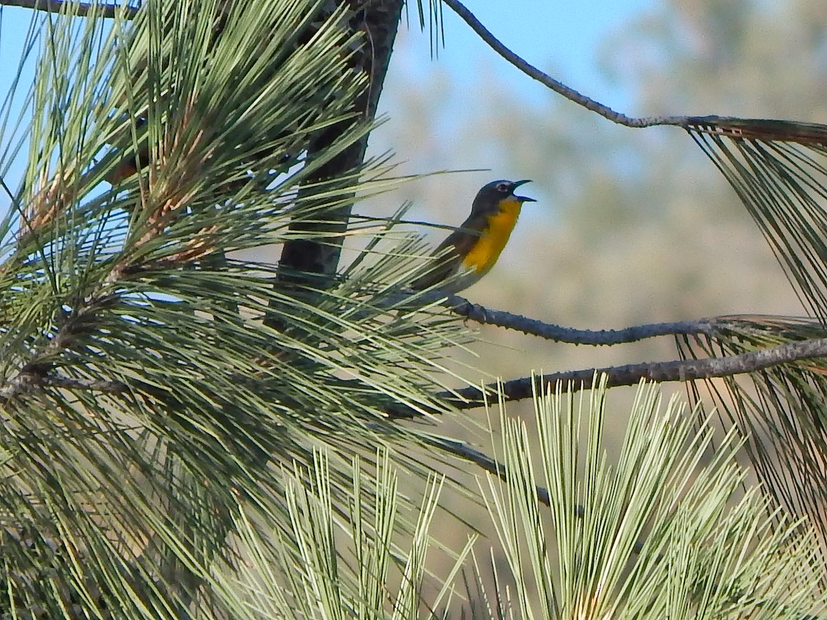 Yellow-breasted Chat - ML244929461