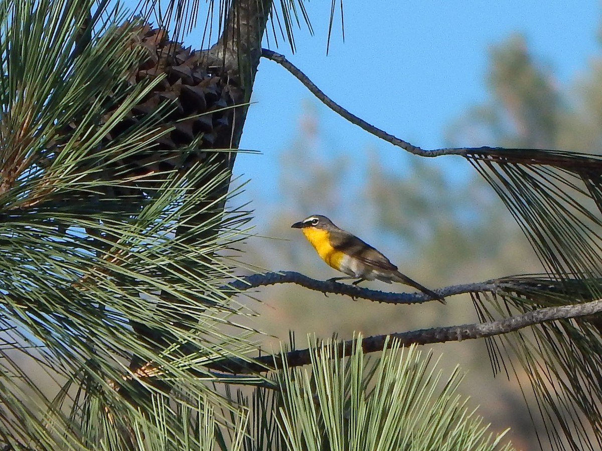 Yellow-breasted Chat - ML244929471