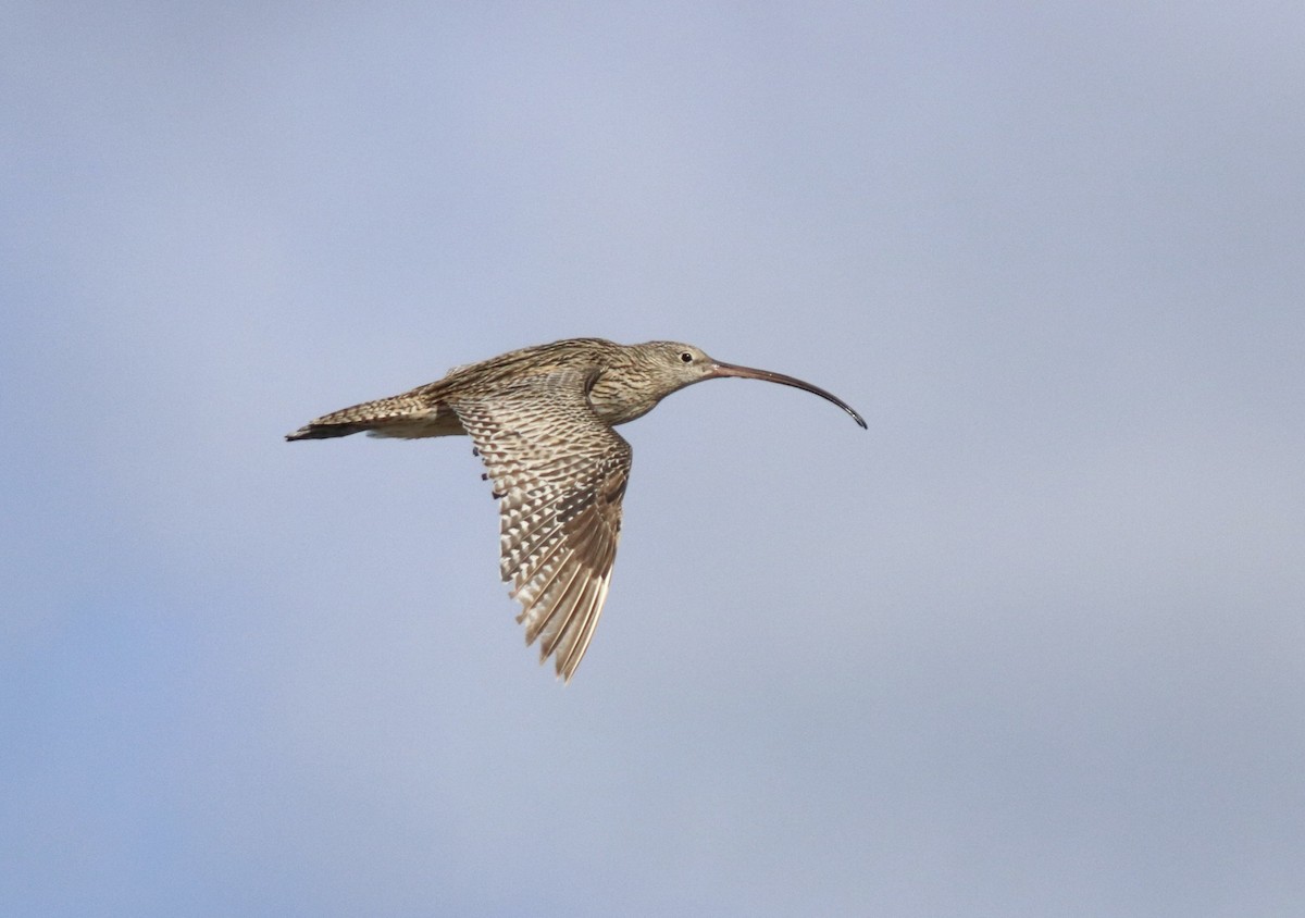 Far Eastern Curlew - Donna Nagiello