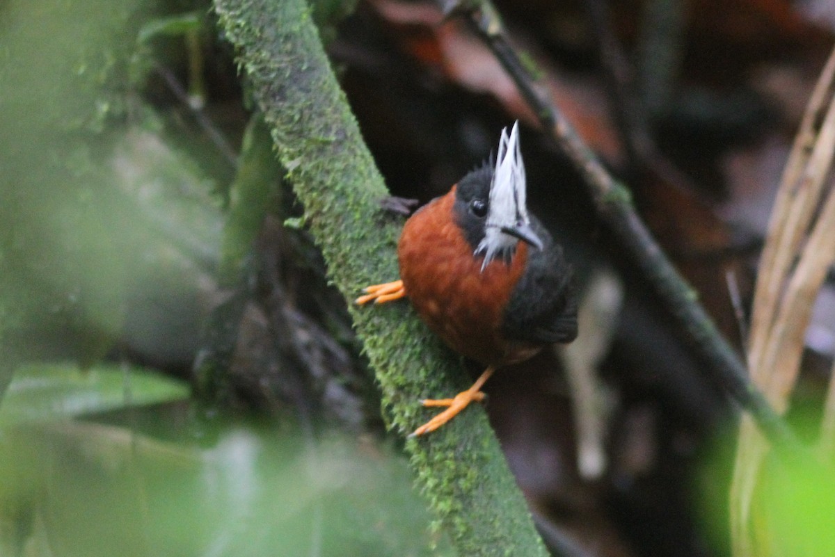 White-plumed Antbird - ML244931801