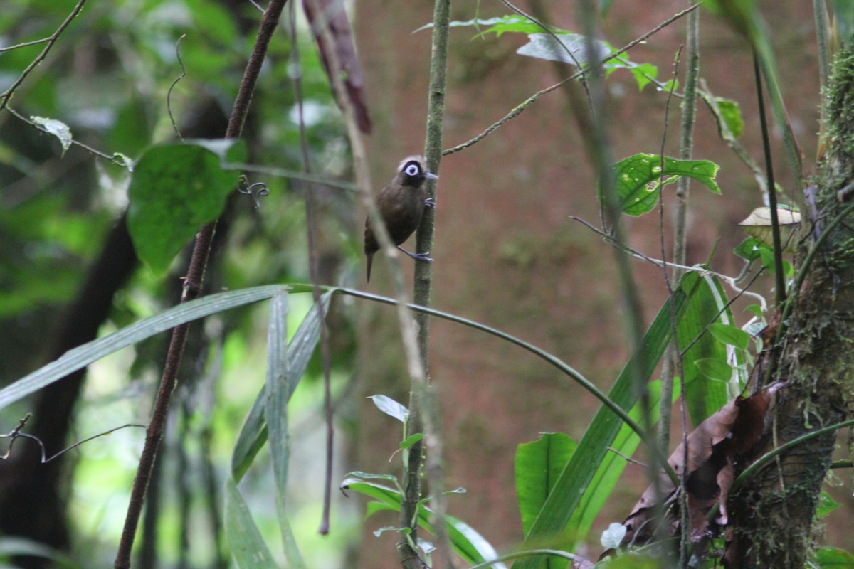 Hairy-crested Antbird - ML244931891