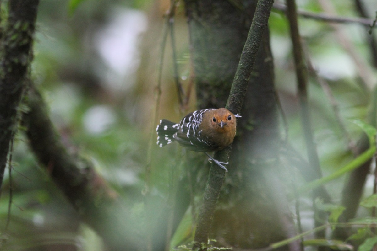 Common Scale-backed Antbird - ML244931971