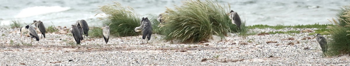 Gray Heron - leon berthou