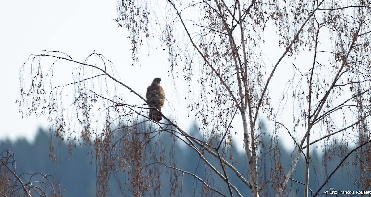 Eurasian Goshawk - Eric Francois Roualet