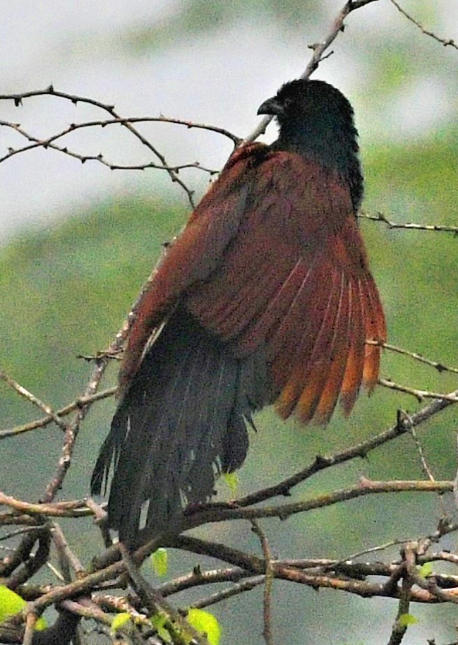 Greater Coucal - ML244933171