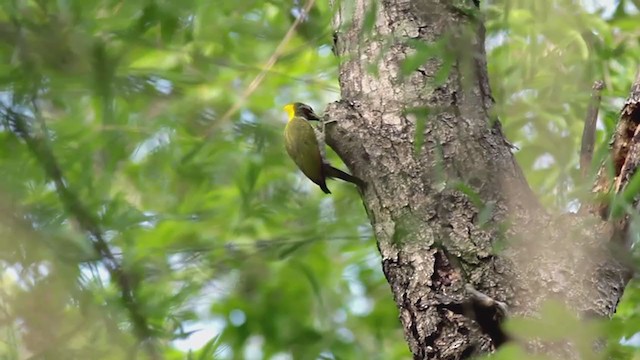 Lesser Yellownape - ML244933291