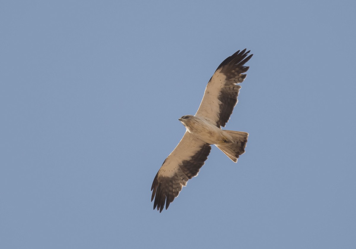 Booted Eagle - Laura Rollán