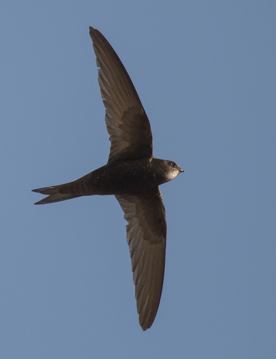 Common Swift - ML244933741