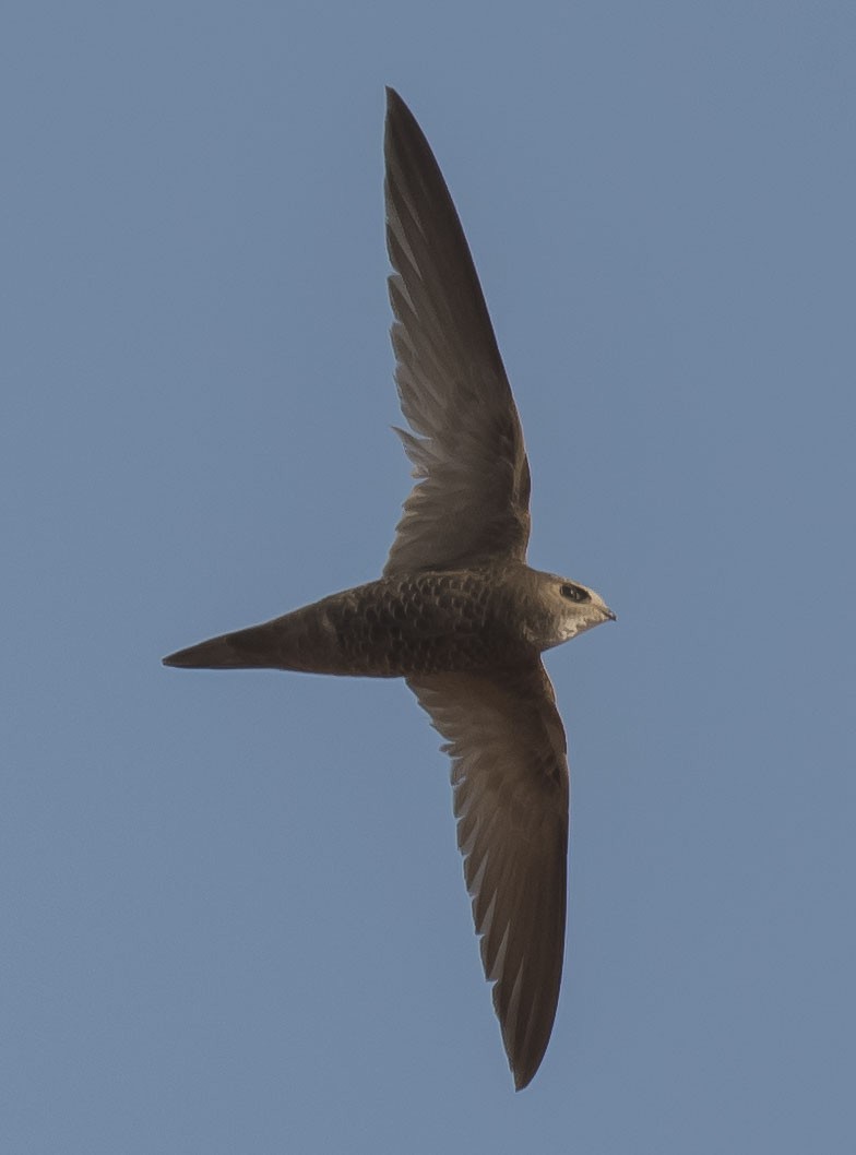 Pallid Swift - ML244933891