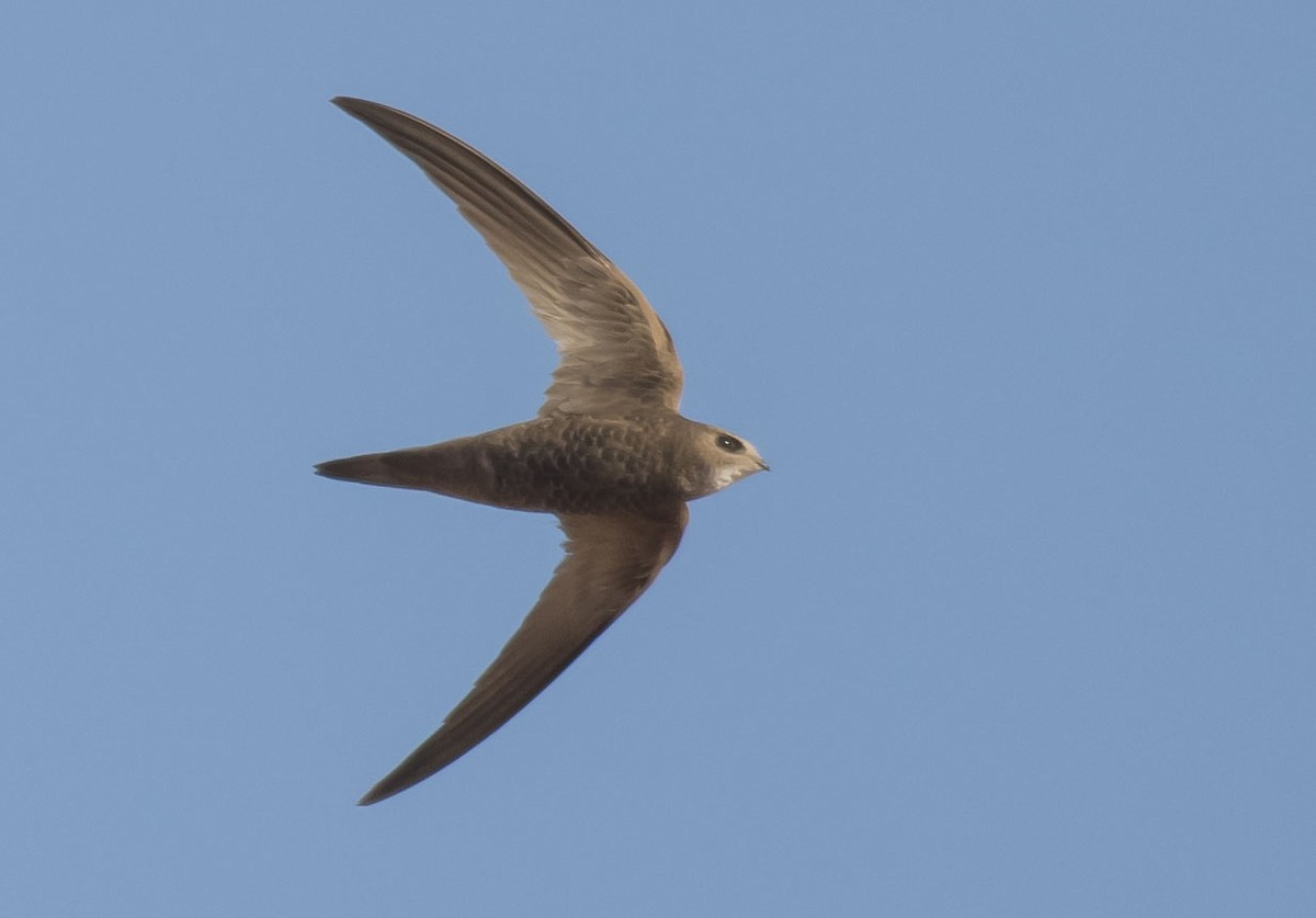 Pallid Swift - ML244933901