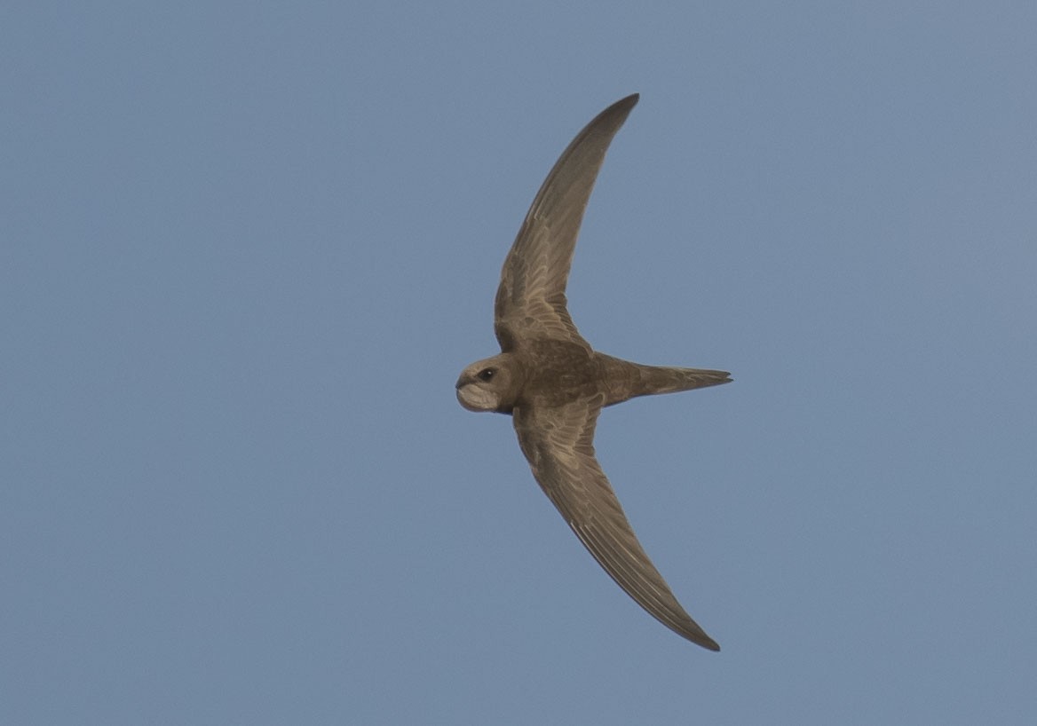 Pallid Swift - ML244933911