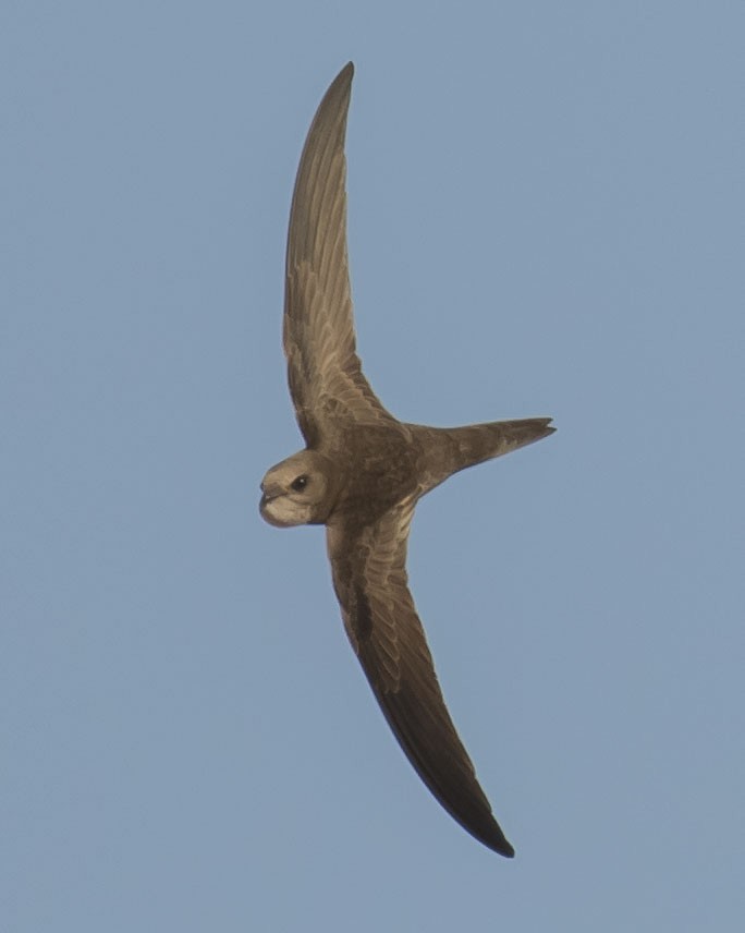 Pallid Swift - ML244934091