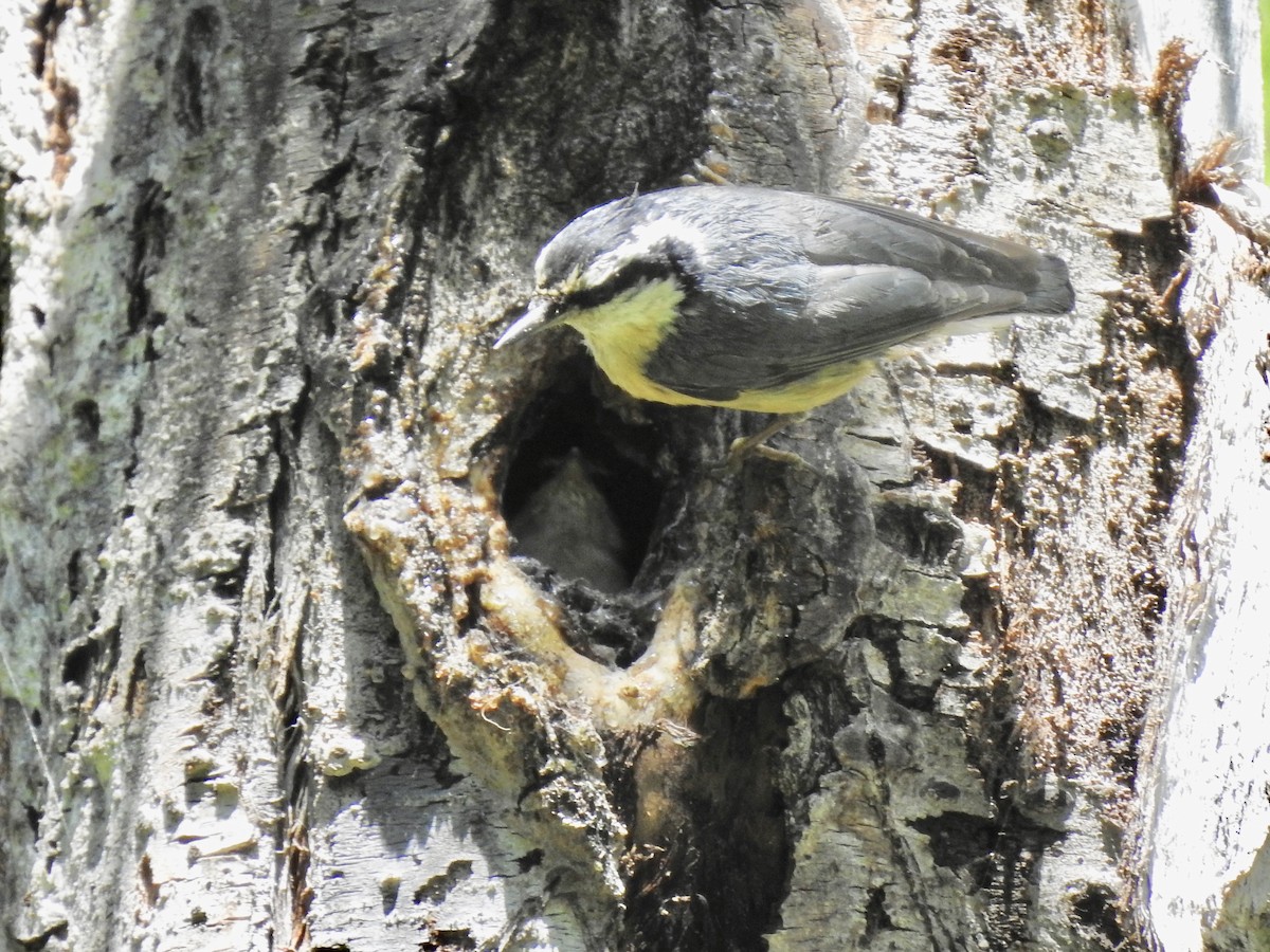 Red-breasted Nuthatch - ML244934281