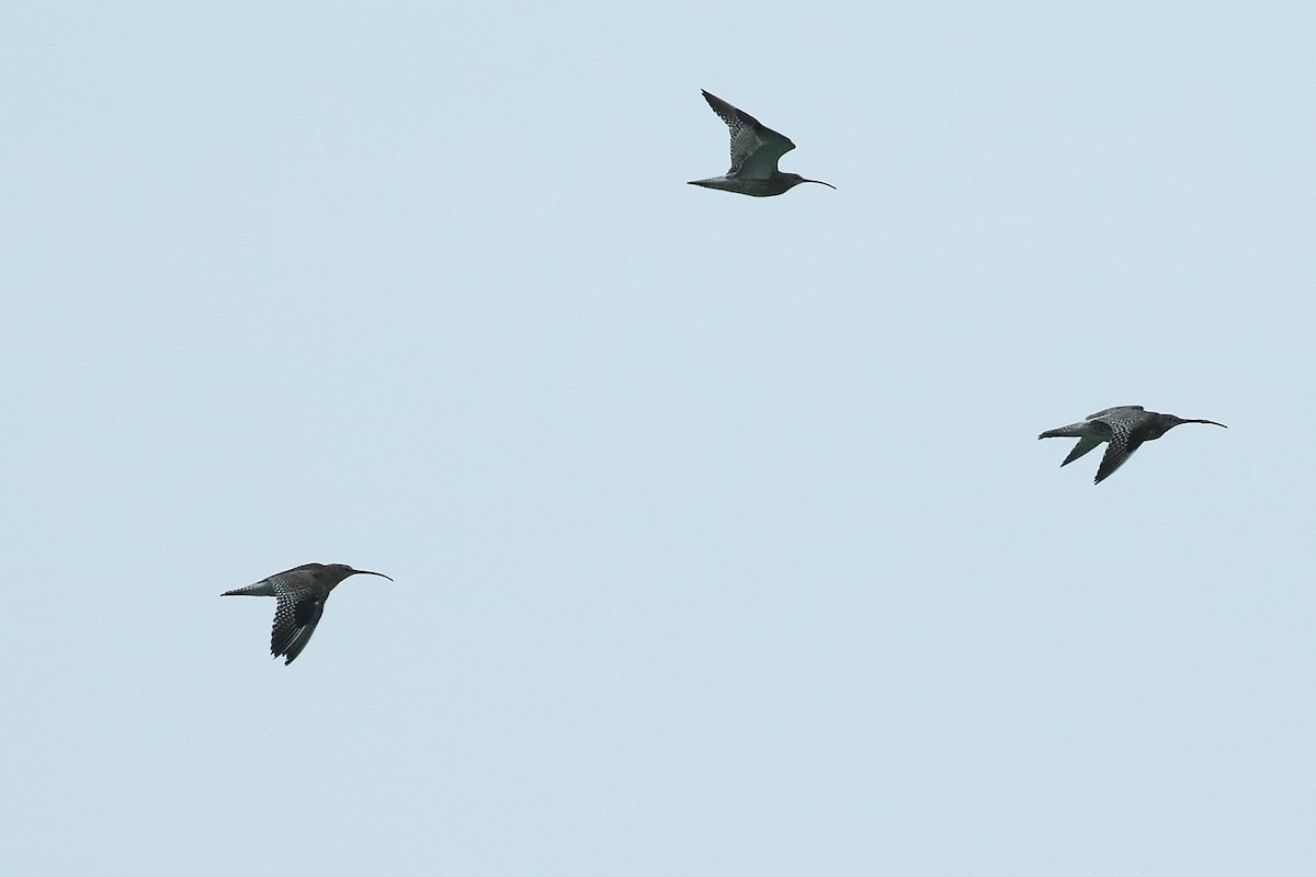 Eurasian Curlew - ML244934781