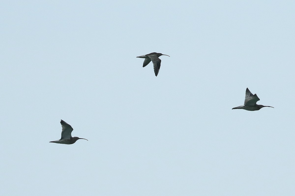 Eurasian Curlew - ML244934791