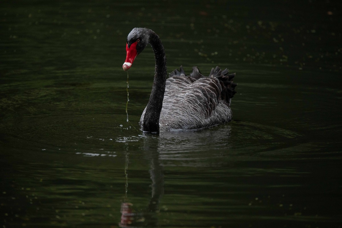 Cigno nero - ML244936031
