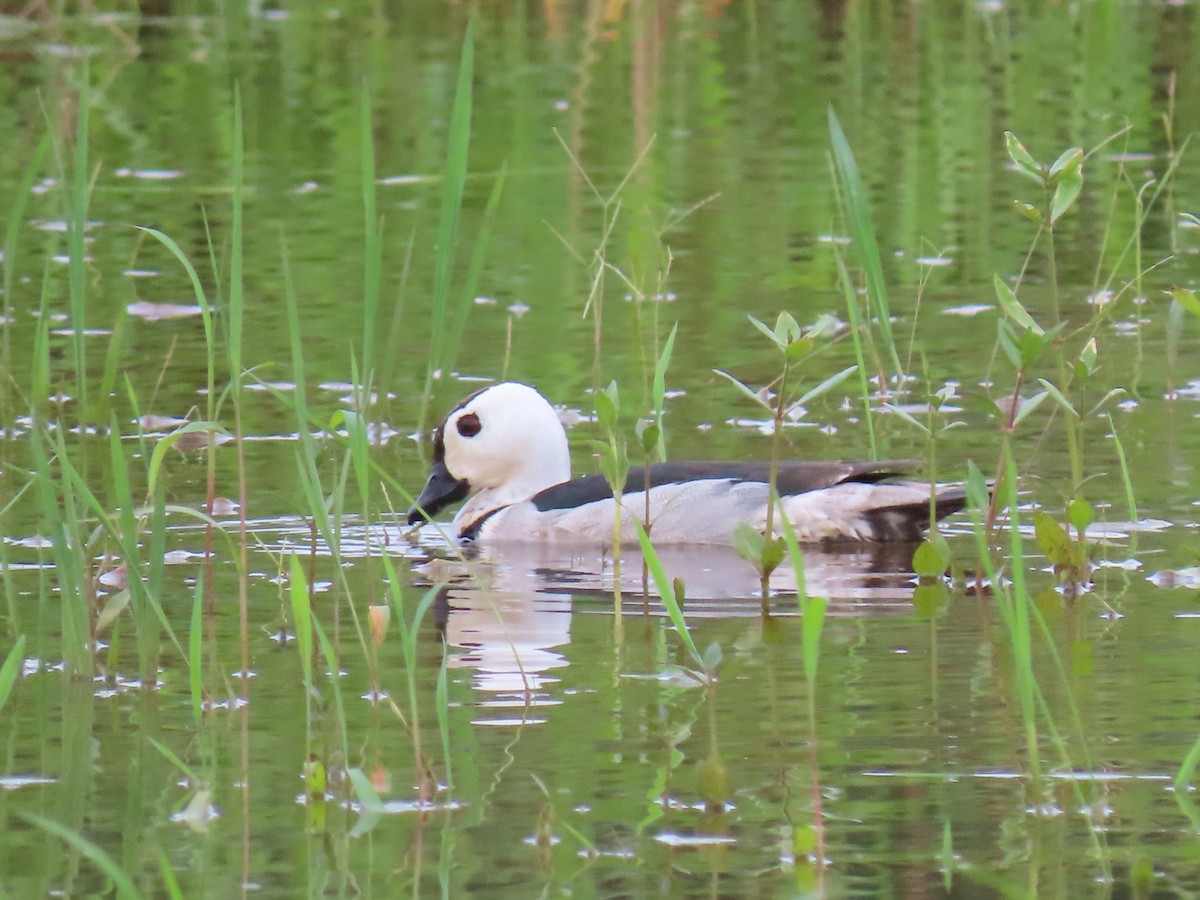 Cotton Pygmy-Goose - shyamkumar puravankara