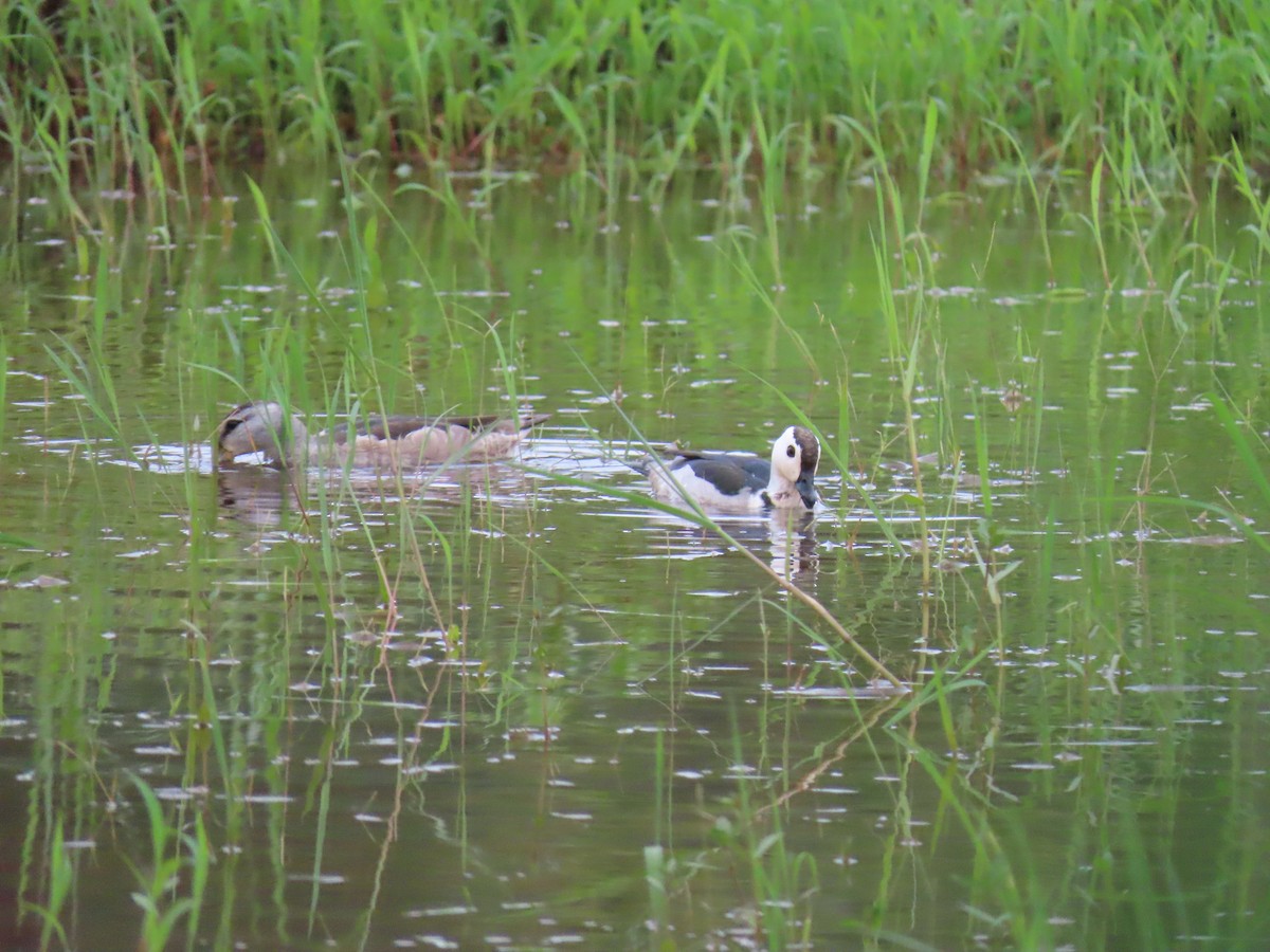 Cotton Pygmy-Goose - ML244937711