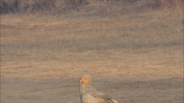 Egyptian Vulture - ML244937721