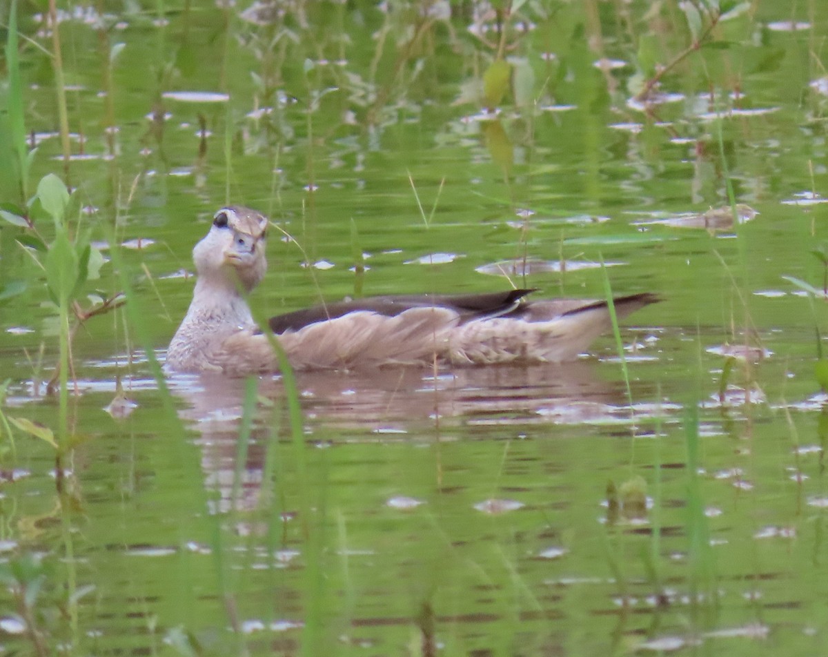 Cotton Pygmy-Goose - ML244937741