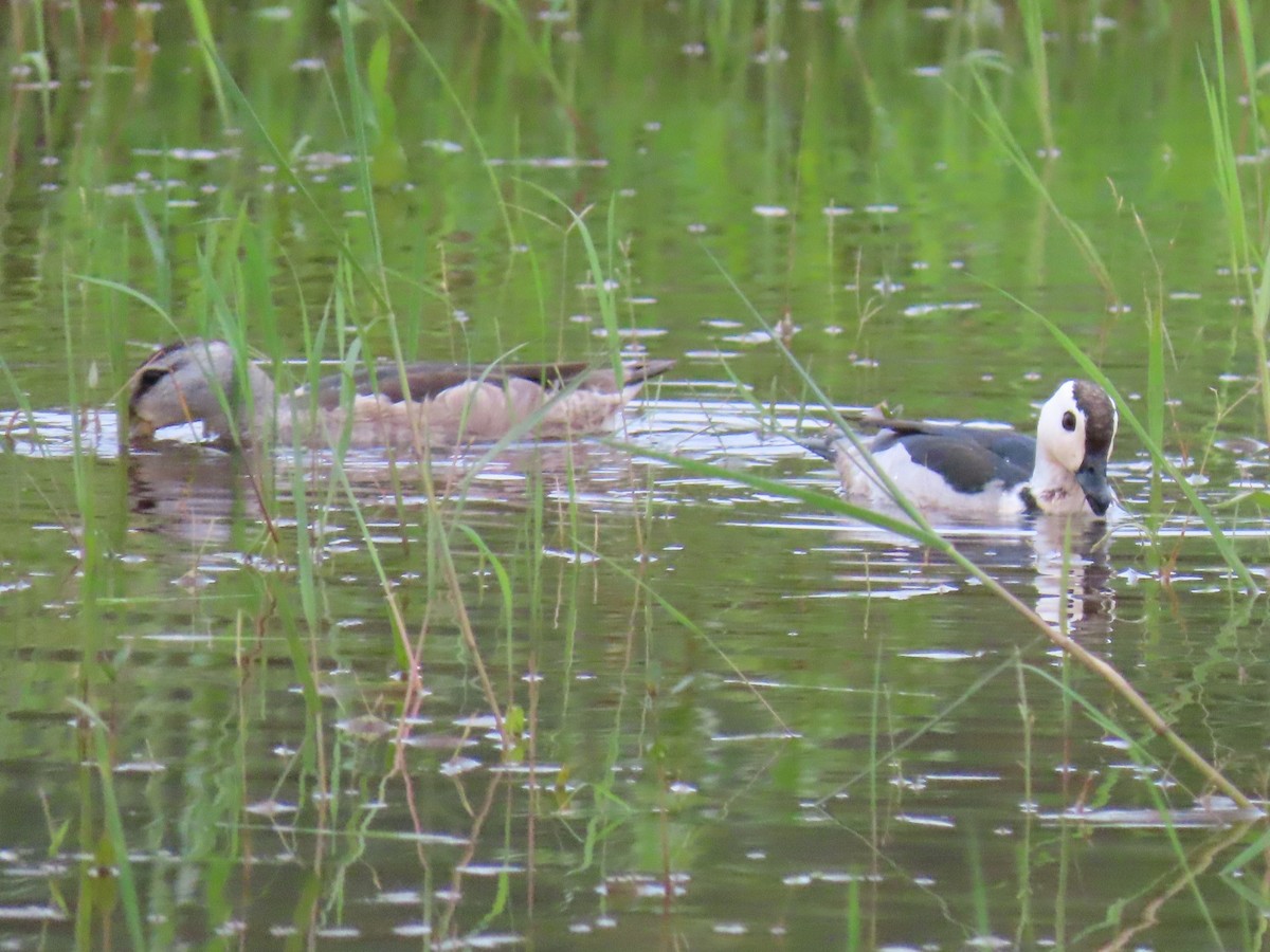 Cotton Pygmy-Goose - ML244937751