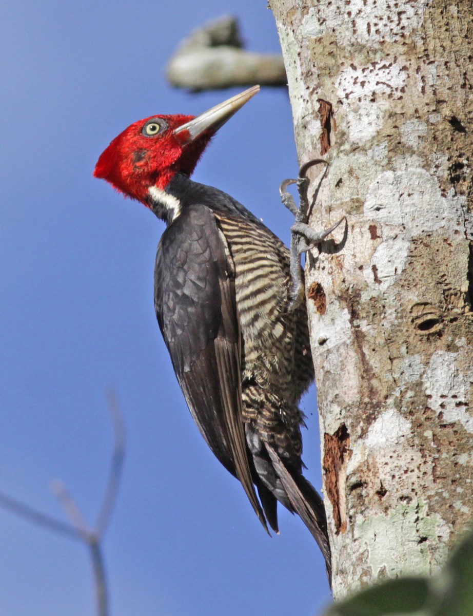 Pale-billed Woodpecker - ML24493781