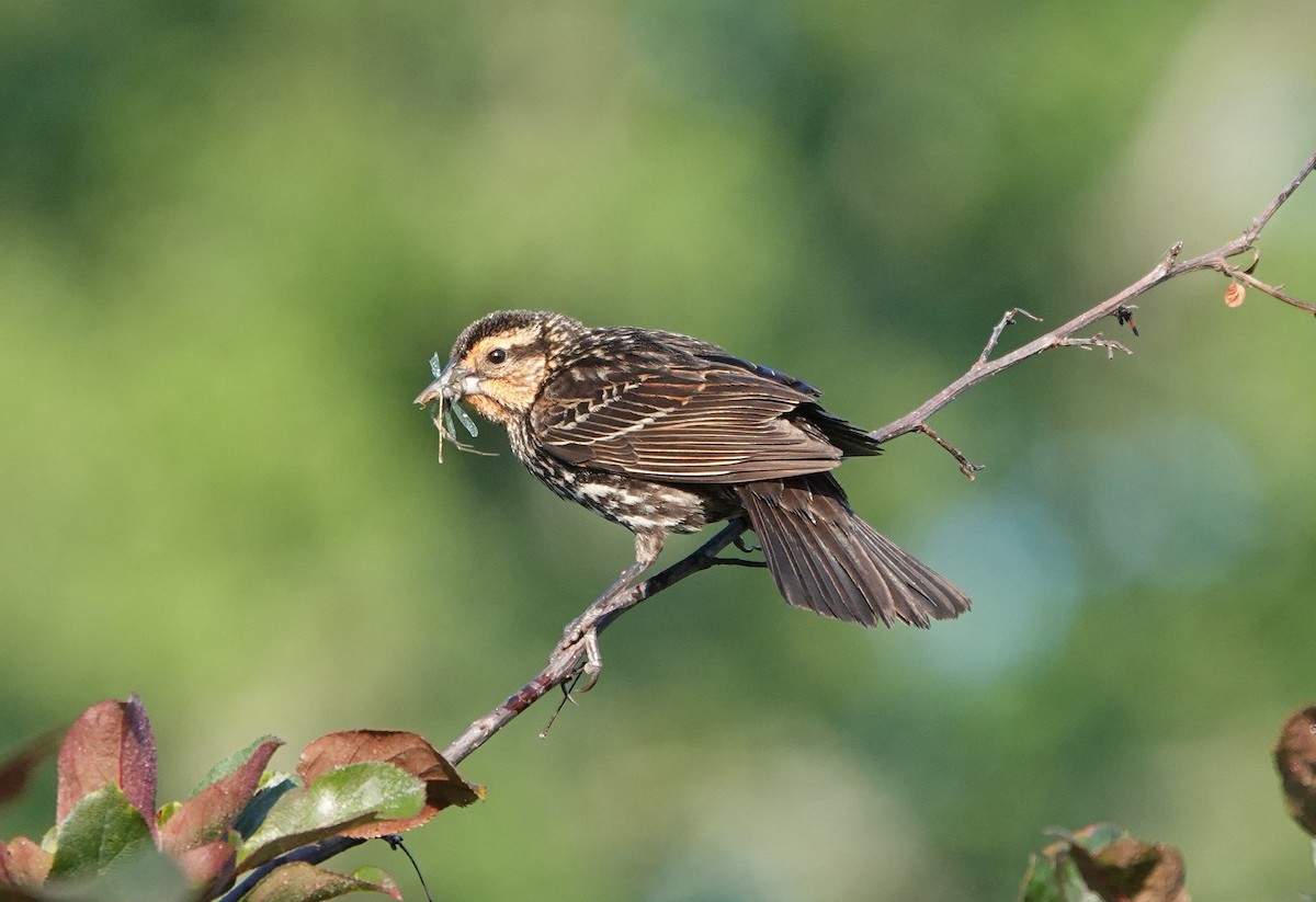 Red-winged Blackbird - ML244938061