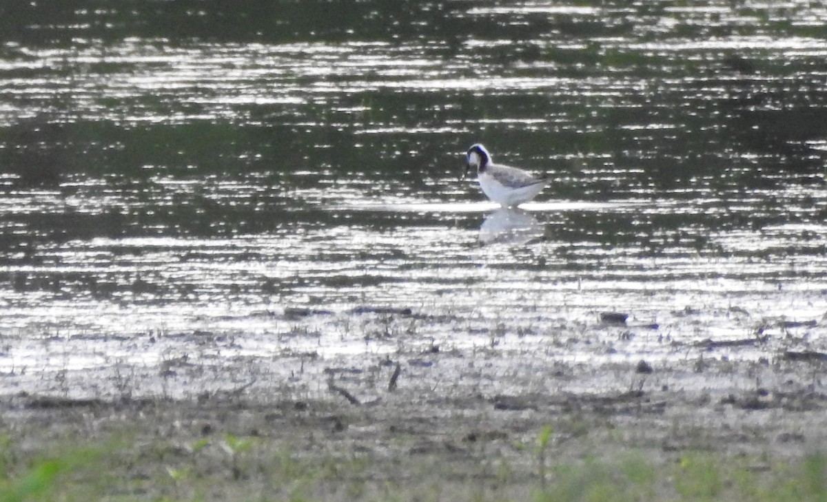 Wilson's Phalarope - Heath Harlan