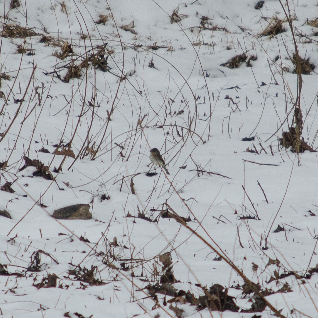 Eastern Phoebe - ML24494001