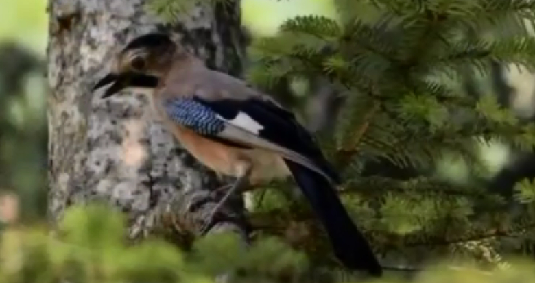 Eurasian Jay - ML244940391