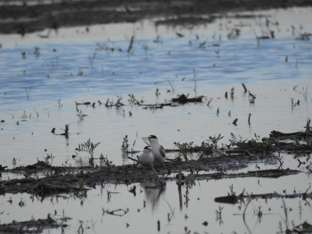 Least Tern - Heath Harlan