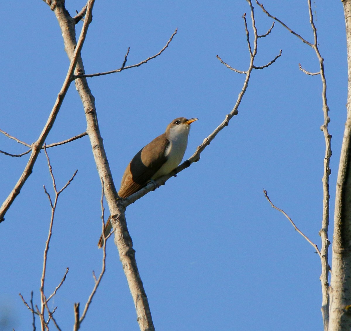 Yellow-billed Cuckoo - simon nadon