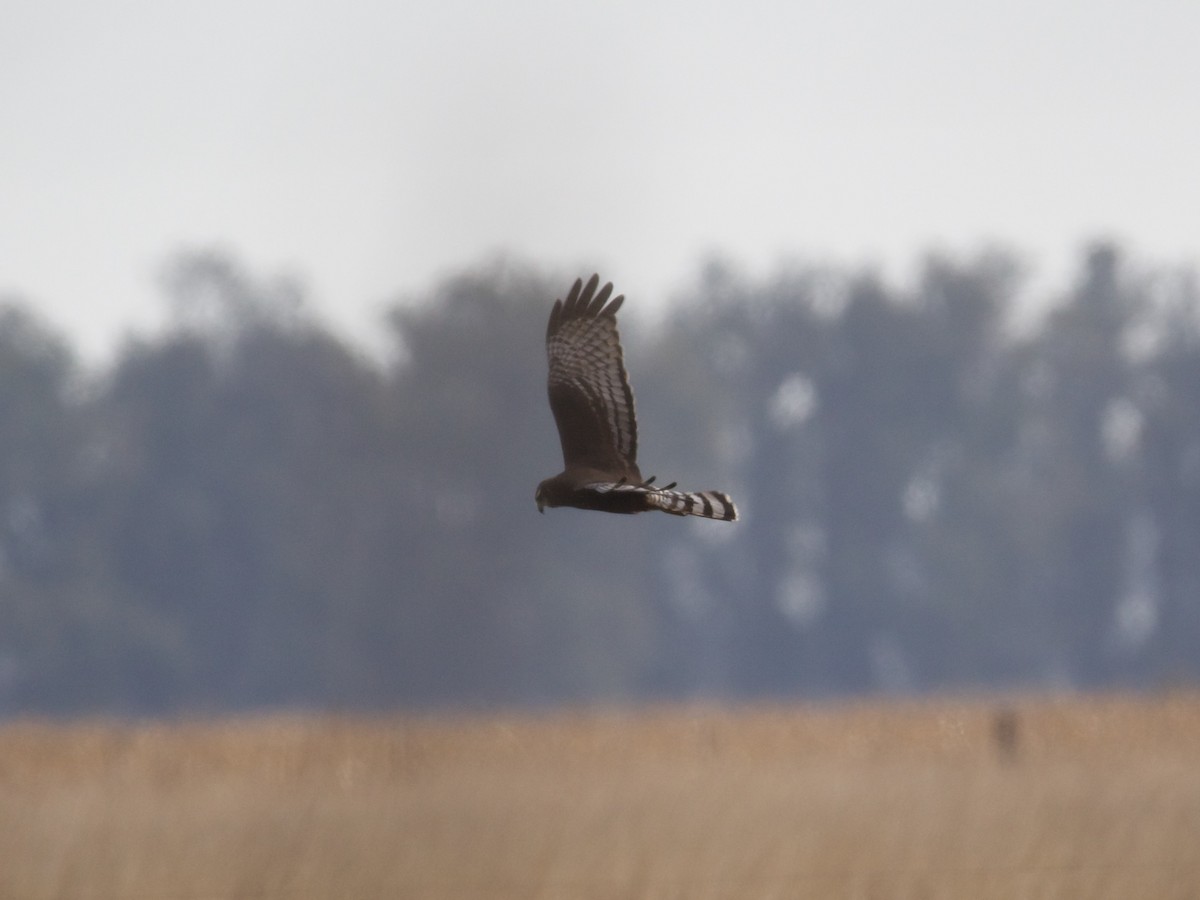 Long-winged Harrier - ML244943991