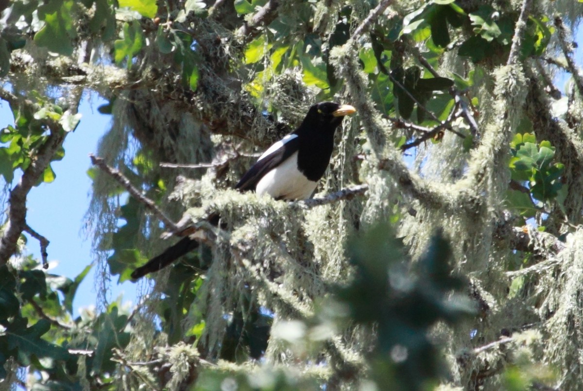 Yellow-billed Magpie - ML244944341