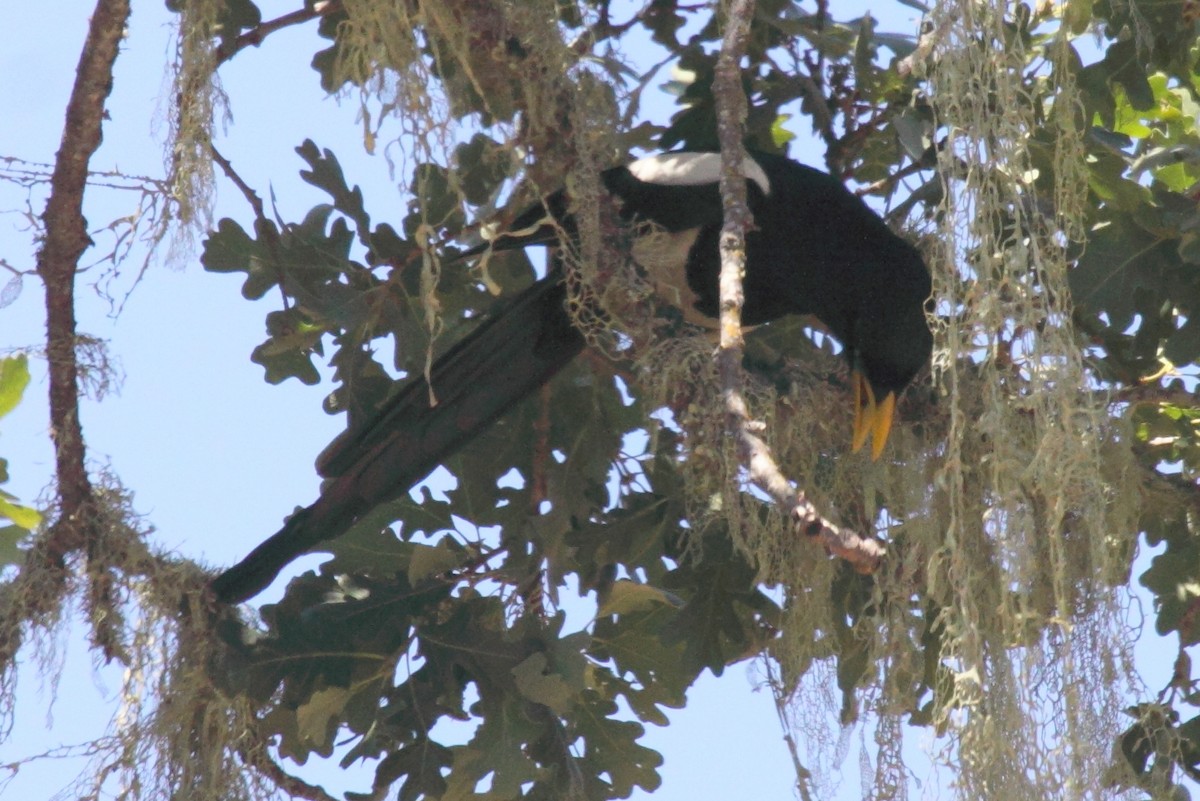 Yellow-billed Magpie - ML244944371