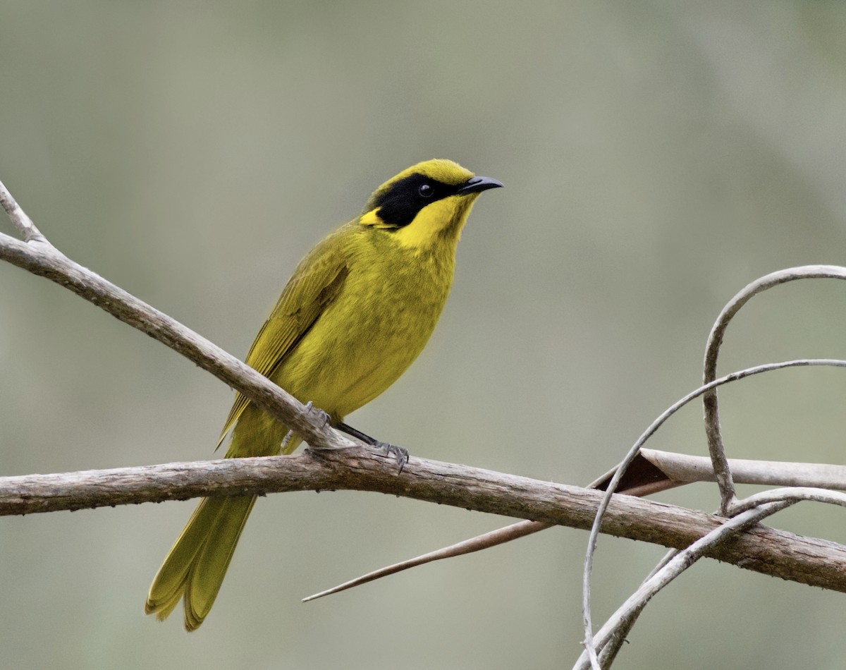 Yellow-tufted Honeyeater - ML244944481
