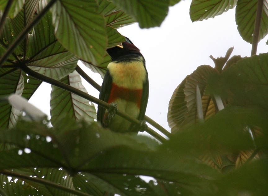 Chestnut-eared Aracari - ML244945641