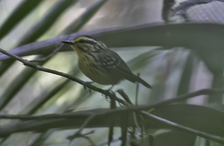 Yellow-browed Antbird - ML244946391