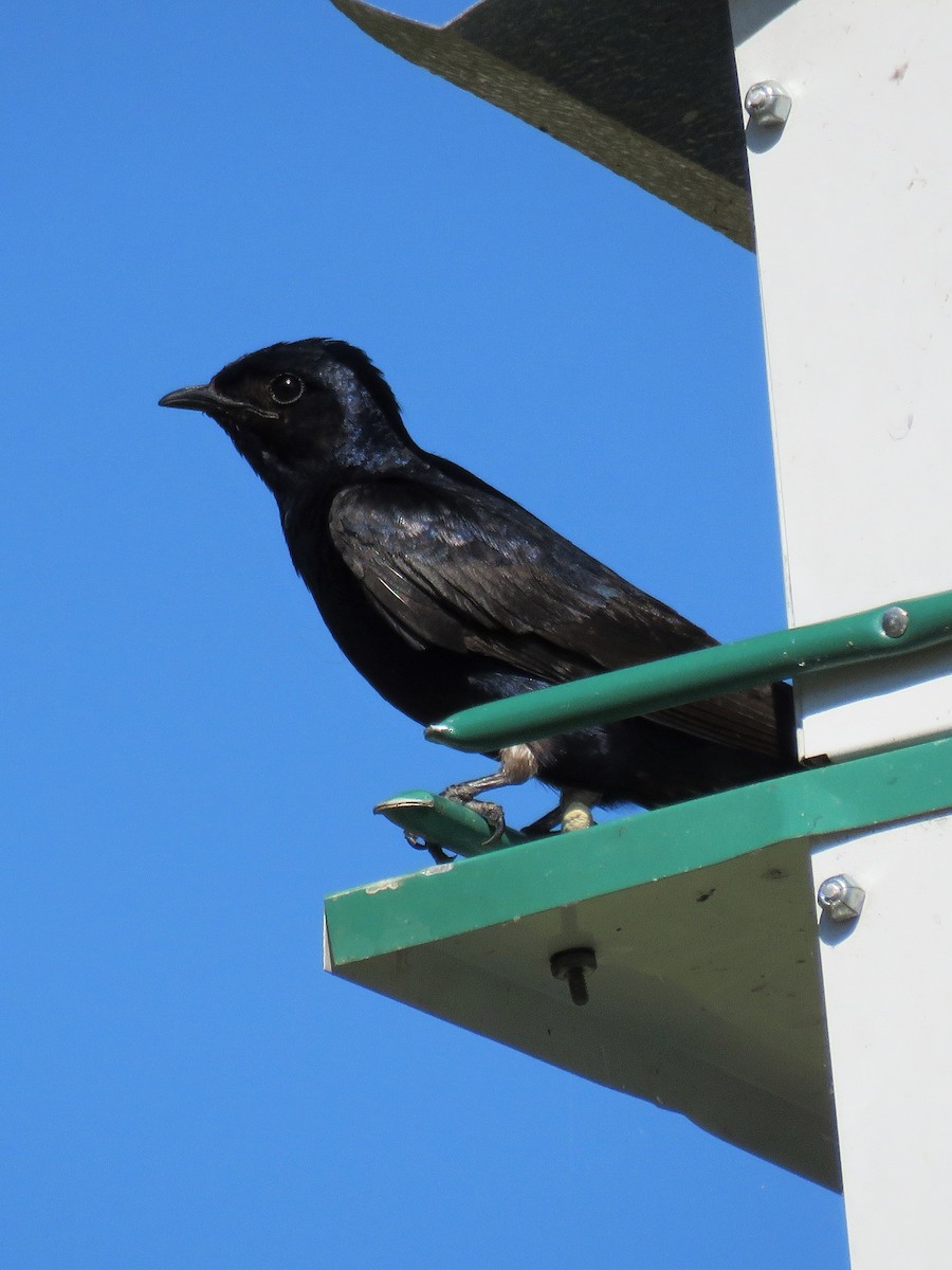 Purple Martin - Pete Fenner