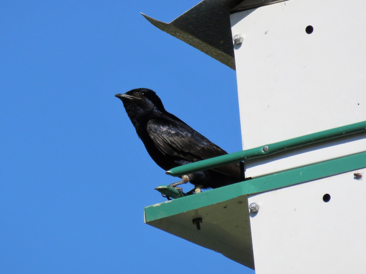 Purple Martin - ML244947081