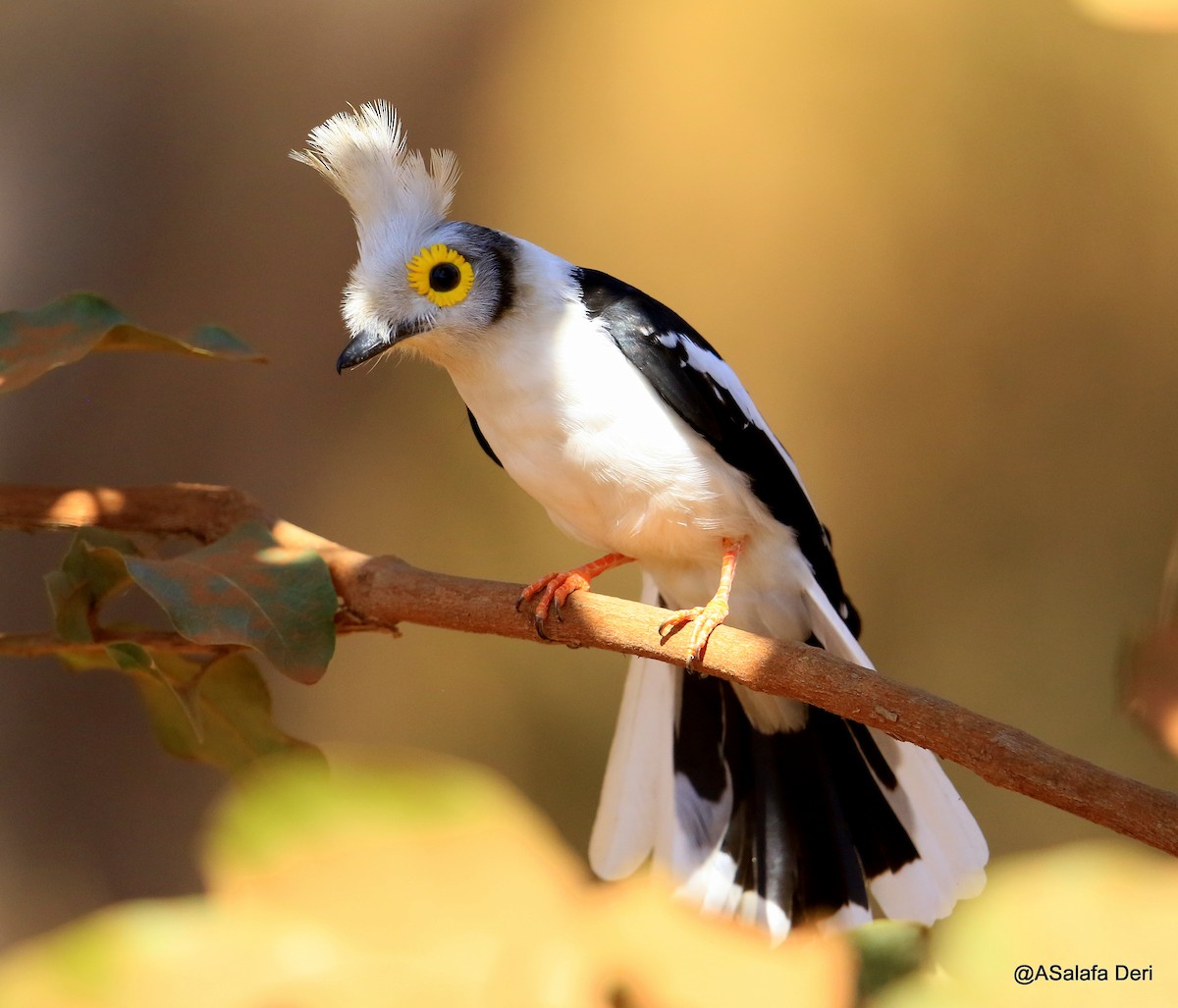 White Helmetshrike (Long-crested) - ML244947271