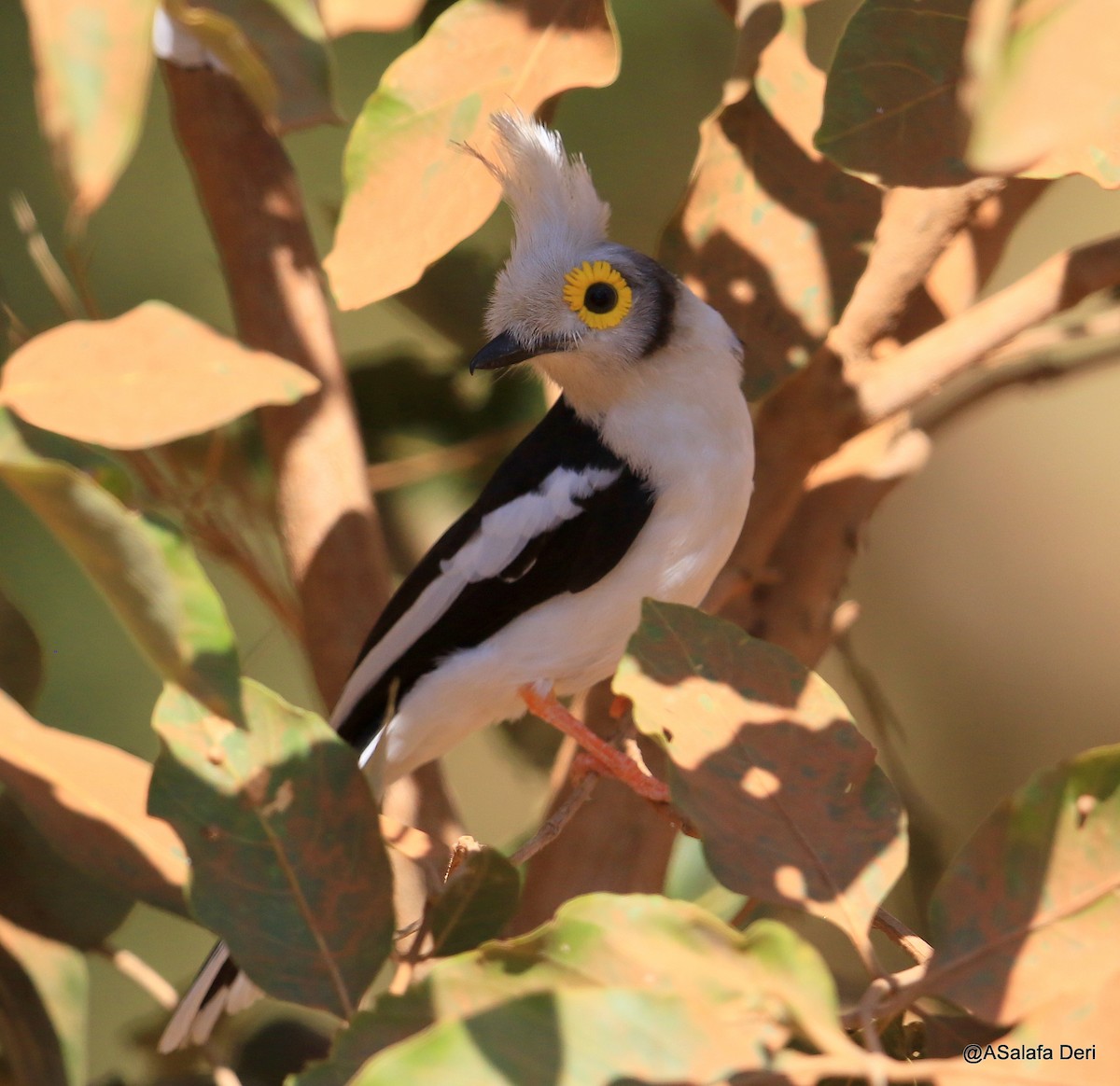 White Helmetshrike (Long-crested) - ML244947301