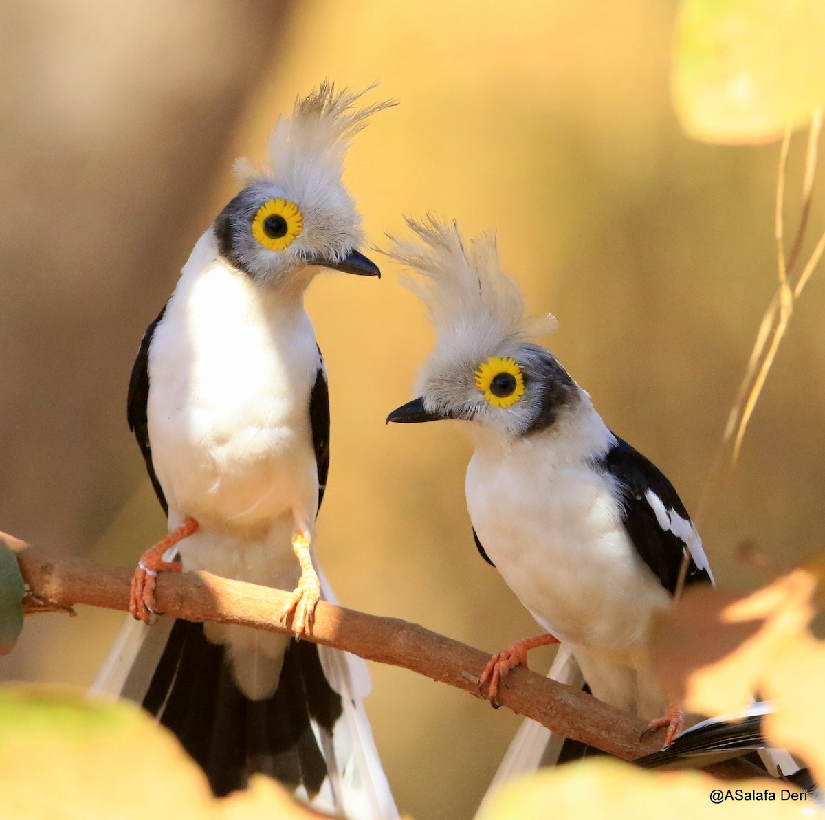 White Helmetshrike (Long-crested) - ML244947331