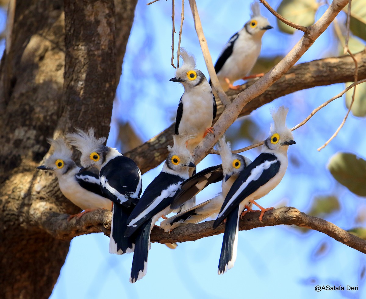 White Helmetshrike (Long-crested) - ML244947351