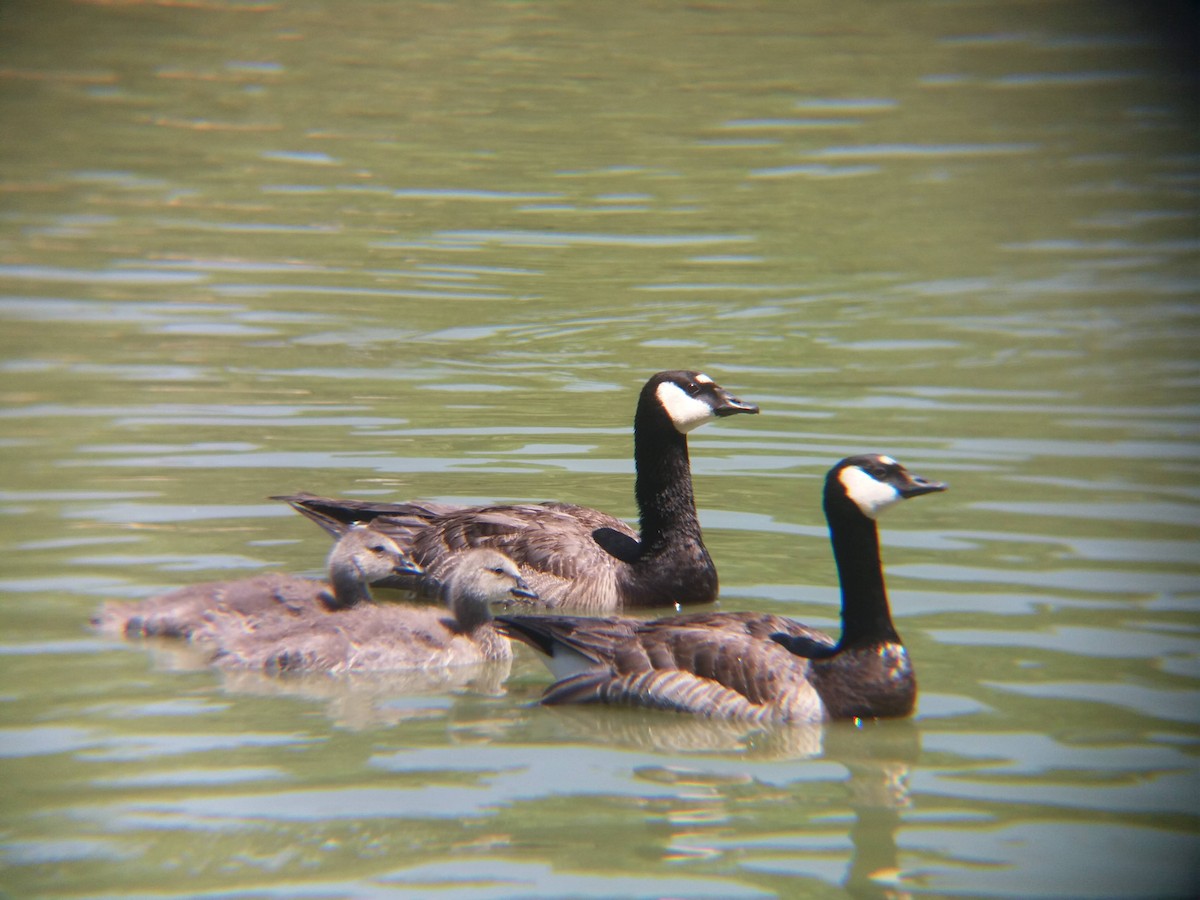 Barnacle x Canada Goose (hybrid) - Sofia Borop