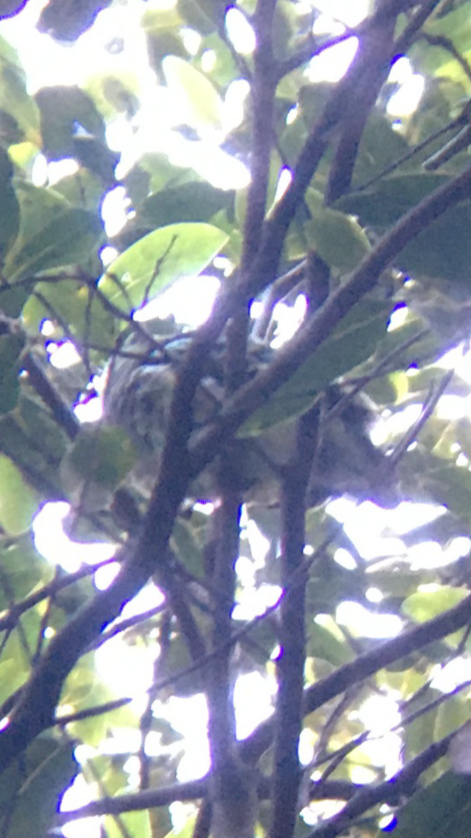 Superb Fruit-Dove - ML244951301