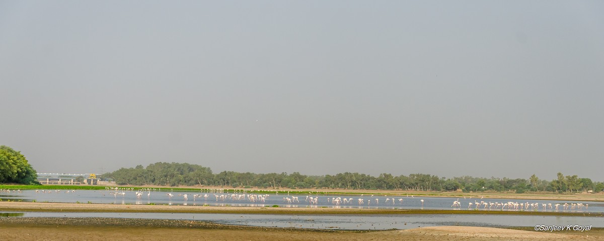 Greater Flamingo - ML244952881