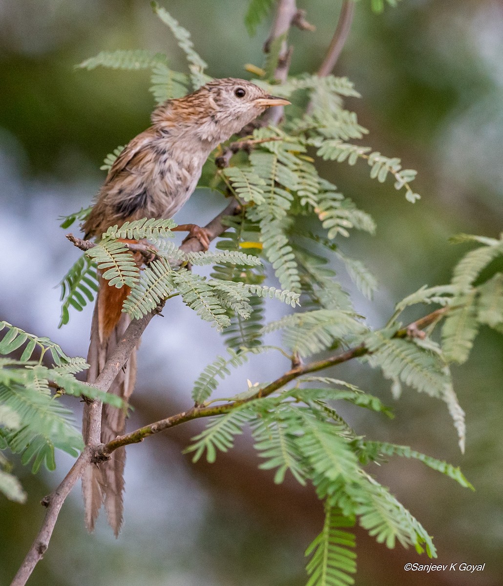 Rufous-vented Grass Babbler - ML244953321