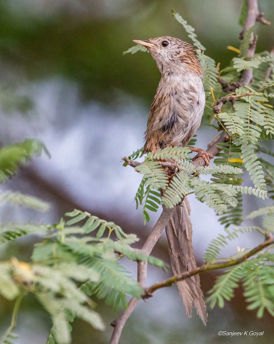 Rufous-vented Grass Babbler - ML244953371