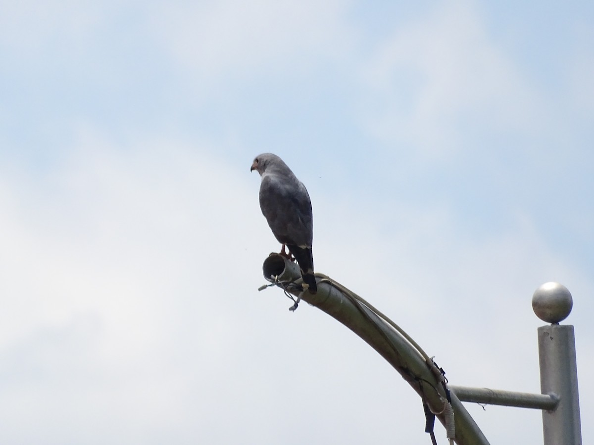 Lizard Buzzard - ML244954021